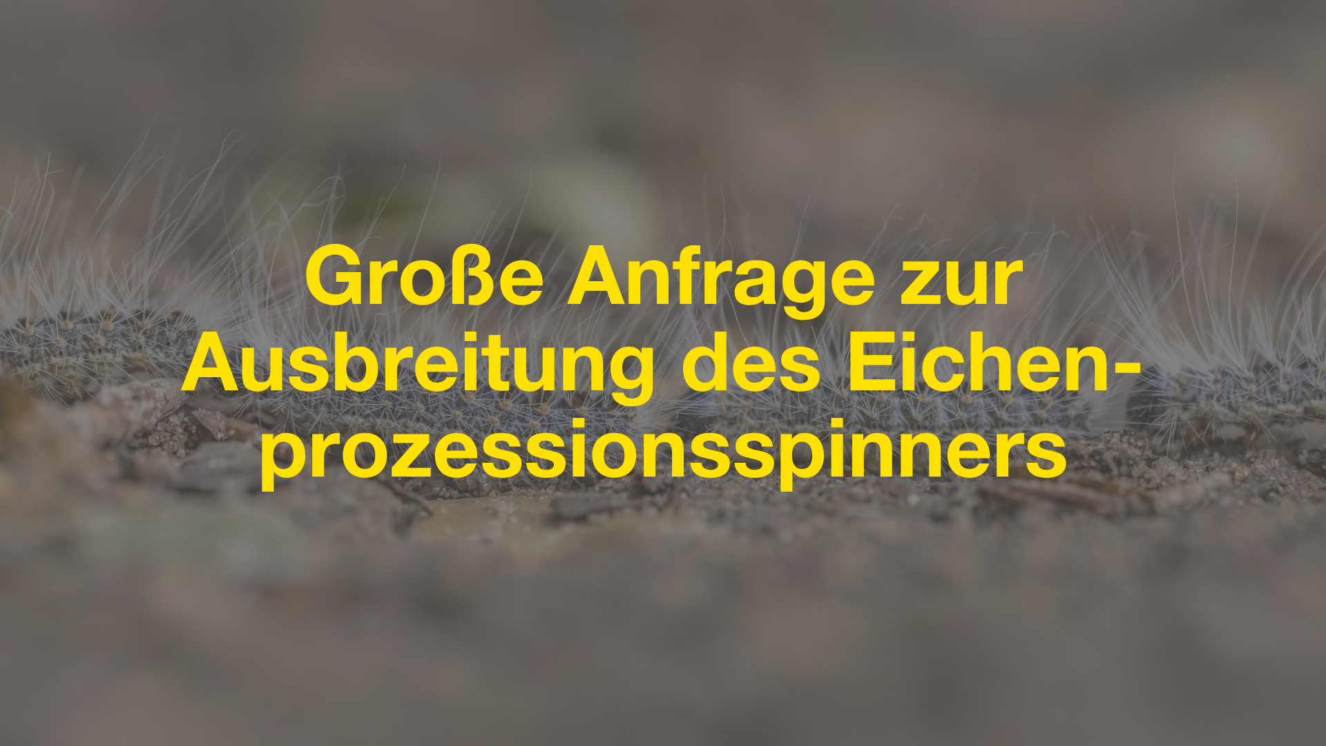 Banner Eichenprozessionsspinner